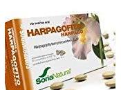 Harpagofito, planta medicinal antiinflamatoria