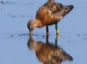 Limosa anilla