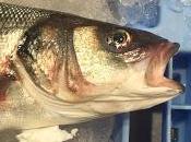 Peces