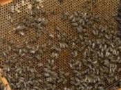adversidades climáticas provocan apicultura Castilla León, según UCCL, obtenga peores rendimientos miel últimas décadas