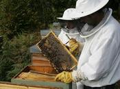 Podemos piden ayudas para apicultores ante campaña «catastrófica»