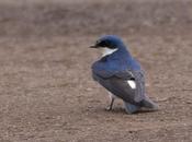 Golondrina patagónica (Chilean Swallow) Tachycineta leucopyga
