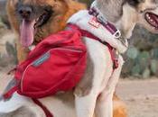 razones principales para entrenar perro