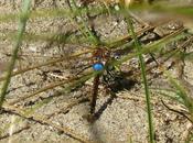 libélula migradora