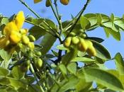 Cassia angustifolia (Senna Alexandria) usos peligros laxante milenario