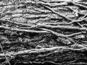 Reforzando tronco naturalmente