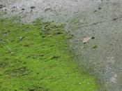 Micro Palabras(29): TORRENTES