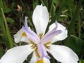 niño orquídea delincuente; depende padres