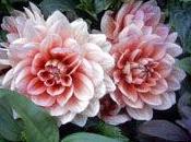flores dieta