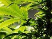 Proponen marihuana para curar radiación Japón