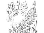 Asplenium billotii Schultz)