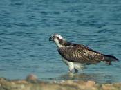 Águila pescadora vuelve criar Península