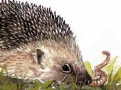 Erizo Común (Erinacea europaeus) Hedgehog