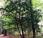 Plantas medicinales peligro