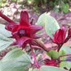 Hibiscus sabdariffa// flor Jamaica
