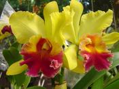 Cuidados Orquídeas