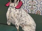 Vaya Dios, Sugus tiene problemas cervicales