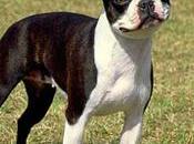 Boston terrier