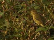 cerca charrán bengalí...