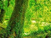 Verde rincón romántico