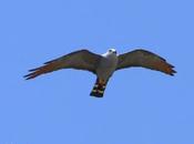 Milano plomizo (Plumbeous Kite) Ictinia plumbea