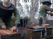 Apicultores espirituanos enfrentan periodo óptimo producción miel