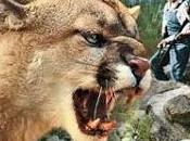 GRAN GATO, (Big Cat, the) (USA, 1949) Drama