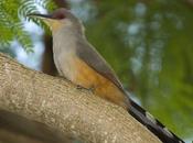 Cuco Lagartero Española Hispaniolan Lizard-cuckoo) Coccyzus longirostris (Hermann, 1783)