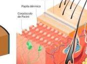 Estructura composición cabello