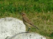 Collalbas, viajes oceánicos vientos.
