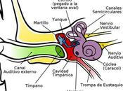 Partes oído interno