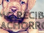 Consejos para recibir cachorro