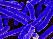 Antibiótico natural elimina bacterias defensas