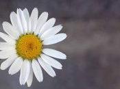 Manzanilla para combatir náuseas embarazo