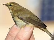 Mosquitero común