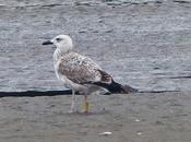 Llegan gaviotas cáspicas