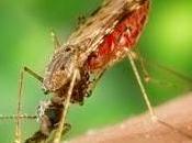 Hacia control malaria mosquitos transgénicos