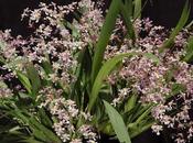 Oncidium ornithorhynchum