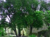semilla laurel....