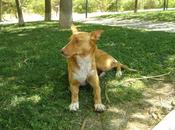 Podenco abandonado parque bulto lomo JAEN