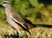 Calandria