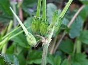 Almizclera