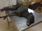 habrá muerto estado chillando toda noche callado" pero Esperanza VIVE