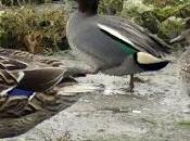 CURSO AVES ACUÁTICAS aprendizaje)