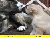 Alimentos enfermedades mascotas? Precauciones retiros