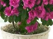 básico para cuidar flores plantas Agosto