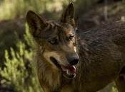Pastores lobos