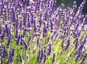 Cómo cultivar Lavanda hacer esquejes