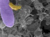 Bacterias Comen