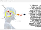 Inteligencia Emocional Causas (Parte